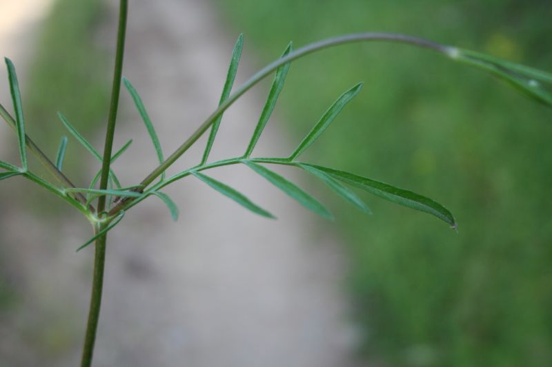 Sixalis atropurpurea